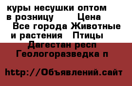 куры несушки.оптом 160 в розницу 200 › Цена ­ 200 - Все города Животные и растения » Птицы   . Дагестан респ.,Геологоразведка п.